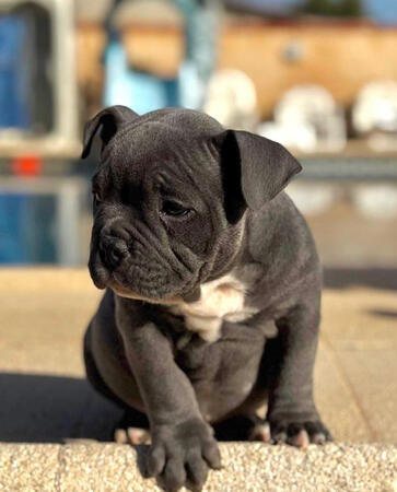 Bully blue Bully blue