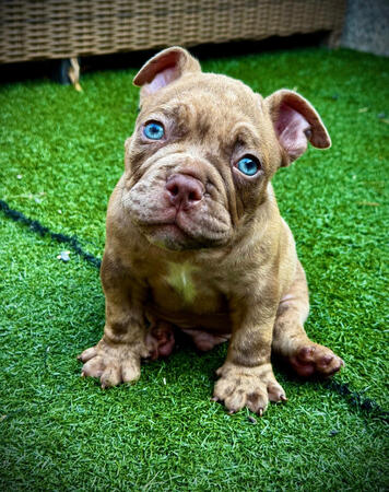 Bully Merle Bully Merle