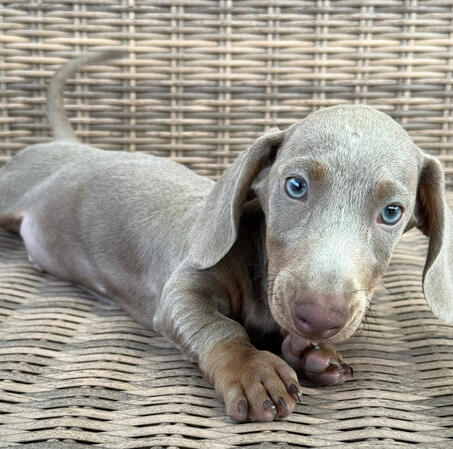 Teckel mini Teckel mini