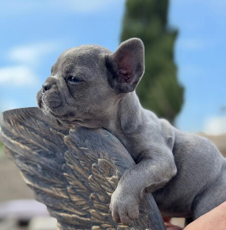 Bulldog francés Bulldog francés