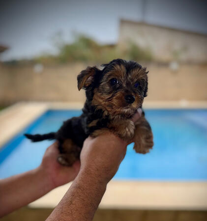 Yorkshire toy Yorkshire toy