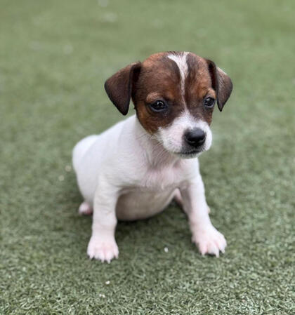 Jack Russell Jack Russell