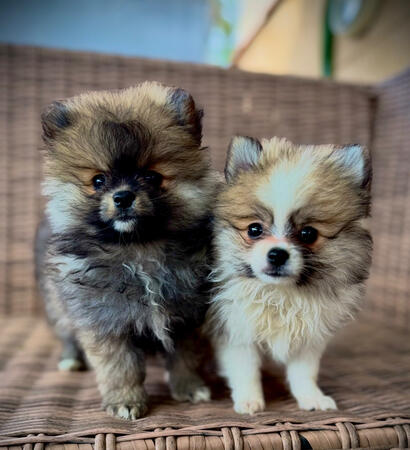 Pomerania hembra Pomerania hembra