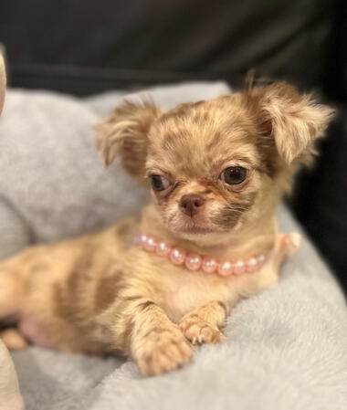 Chihuahua Merle Chihuahua Merle