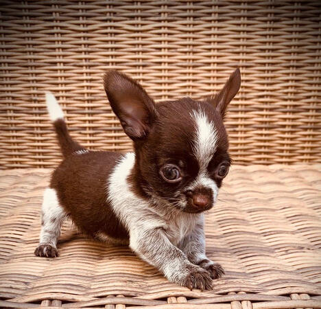 Chihuahua Chihuahua