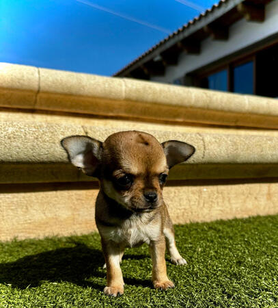 Chihuahua