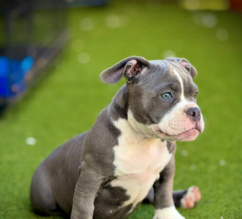 American Bully American Bully