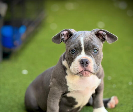 American Bully